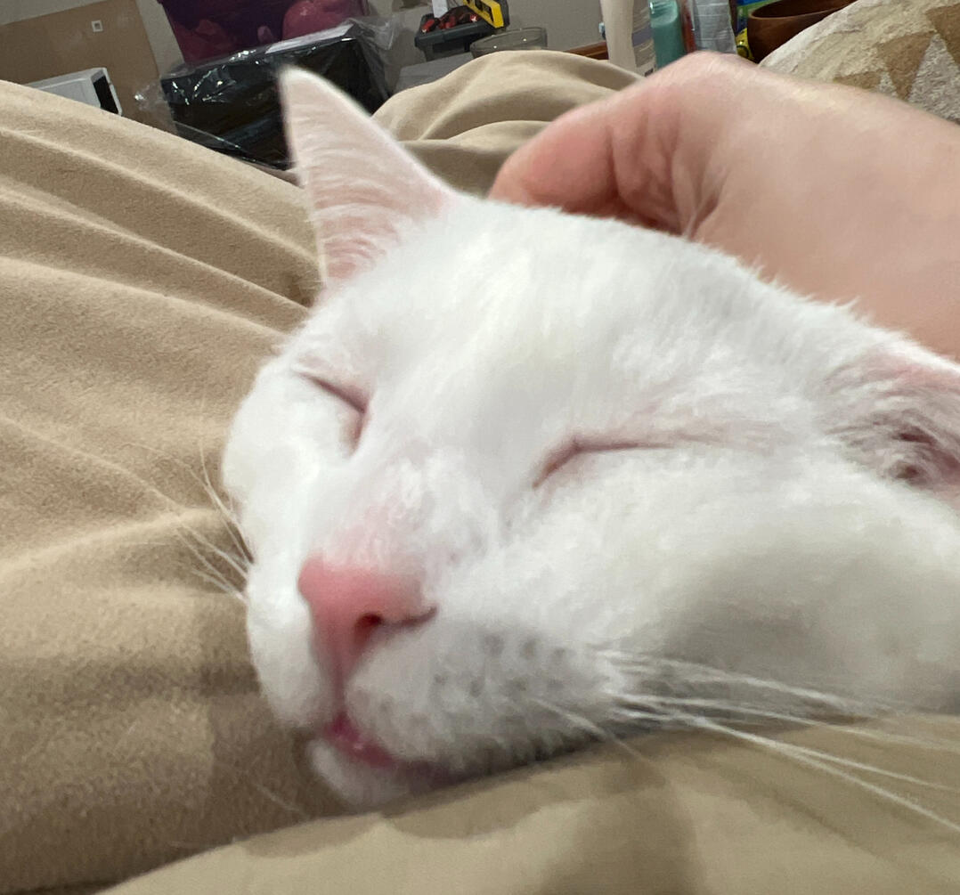 Xena (Beans)