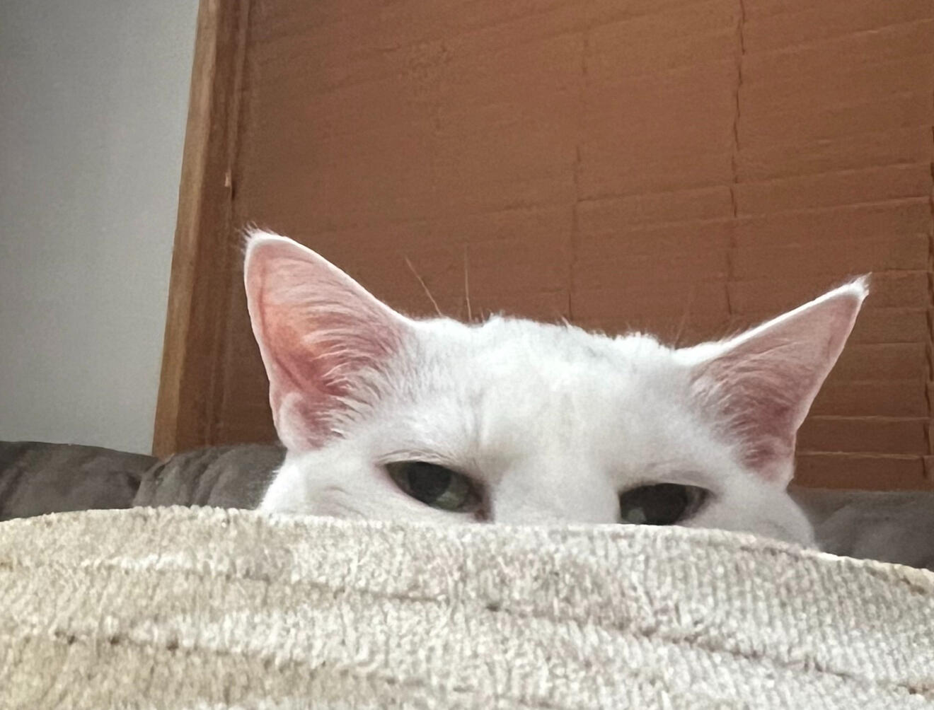 Xena (Beans)