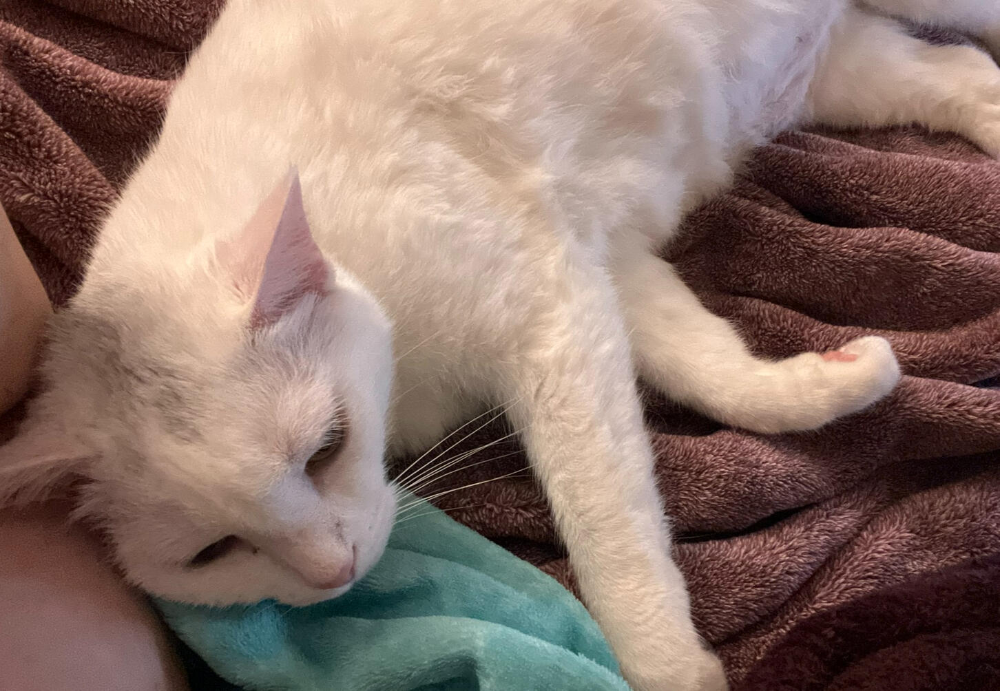 Xena (Beans)