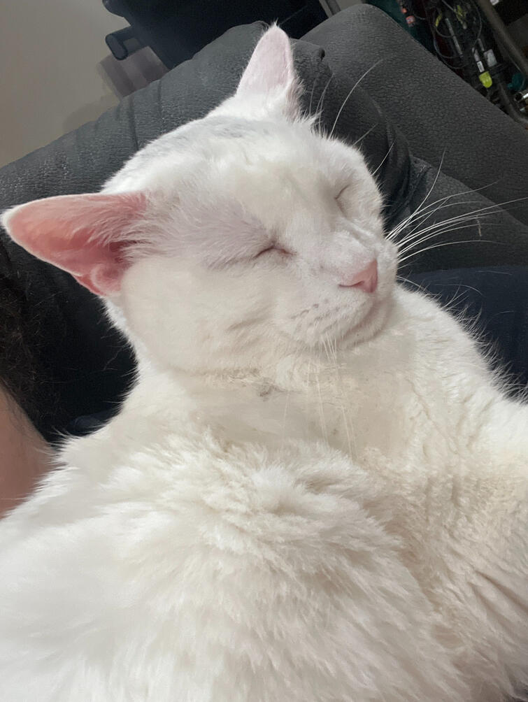 Xena (Beans)