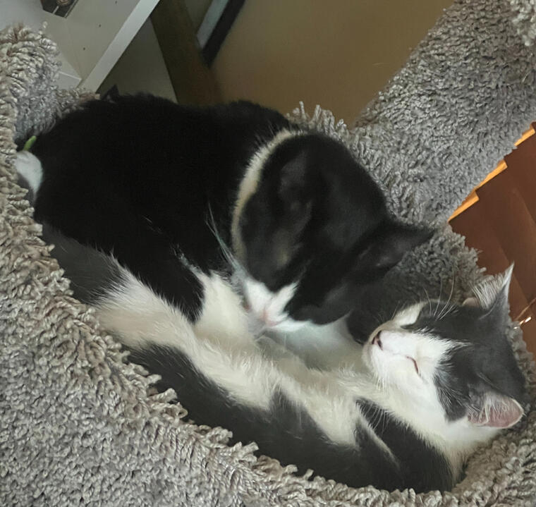 Snuggle babies